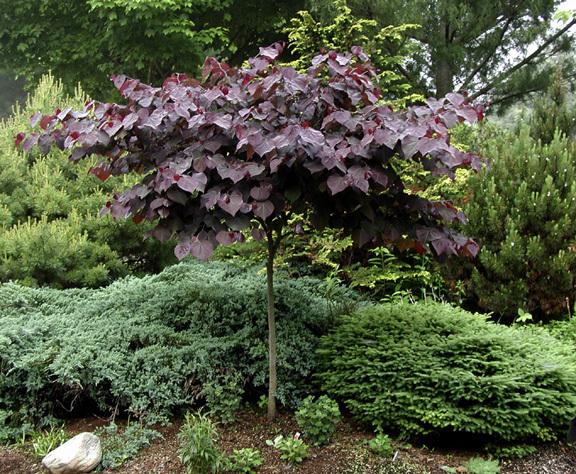 Forest Pansy Redbud